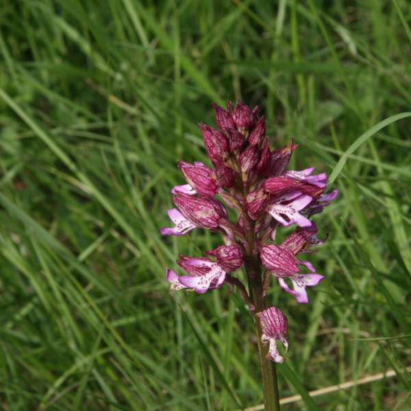 Orchis purpurea